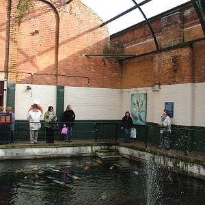 Koi Pool in Victorian Baths at Matlock Bath Aquarium 14/02/10