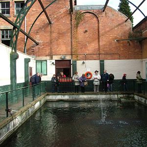 Koi Pool in Victorian Baths at Matlock Bath Aquarium 14/02/10