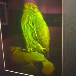 Hologram falcon at Matlock Bath Aquarium 14/02/10