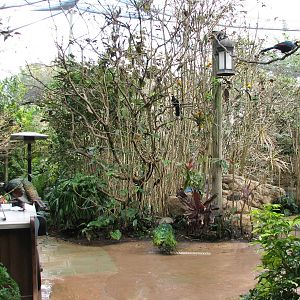 Discovery Cove - Explorers Aviary