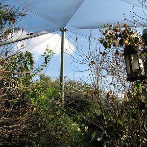 Discovery Cove - Explorers Aviary