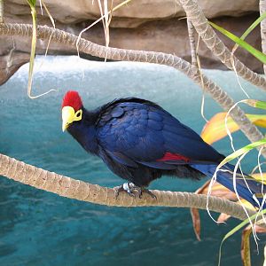 Discovery Cove - Explorers Aviary - Lady Ross Turaco