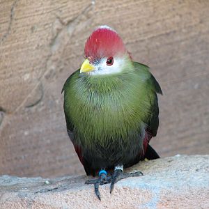 Discovery Cove - Explorers Aviary - Red-crested Turaco