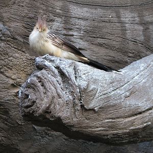 Discovery Cove - Explorers Aviary - Guira Cuckoo