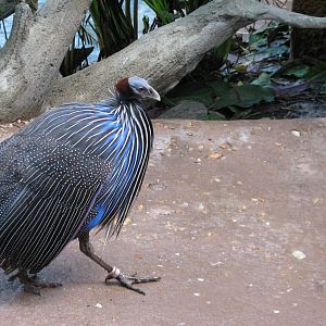 Discovery Cove - Explorers Aviary - Vulturine Guineafowl