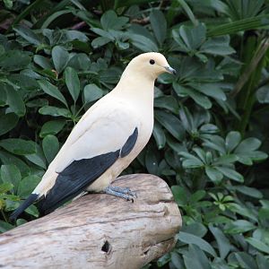 Discovery Cove - Explorers Aviary - Pied Imperial Pigeon