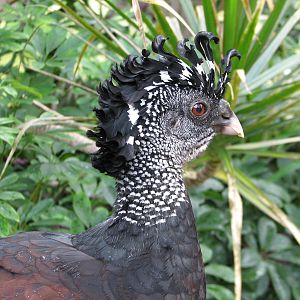 Discovery Cove - Explorers Aviary - Great Curassow