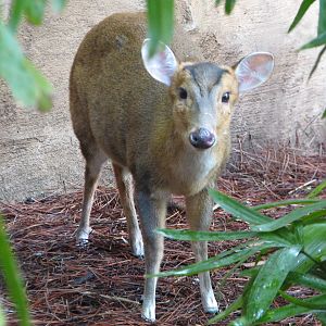 Discovery Cove - Explorers Aviary - Reeves Muntjac