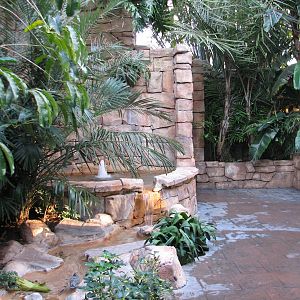 Discovery Cove - Explorers Aviary