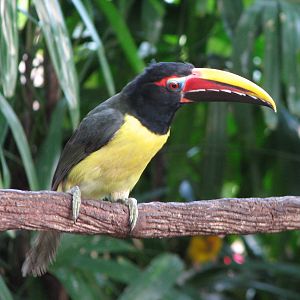 Discovery Cove - Explorers Aviary - Green Aracari