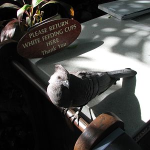 Discovery Cove - Explorers Aviary - White-bellied Go-away