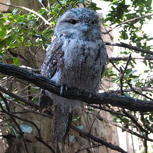 Discovery Cove - Explorers Aviary - Tawny Frogmouth