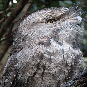 Discovery Cove - Explorers Aviary - Tawny Frogmouth