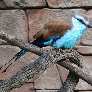 Discovery Cove - Explorers Aviary - Racquet-tailed Roller
