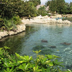 Discovery Cove - Tropical Reef - Cownose Ray Lagoon