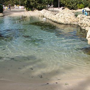 Discovery Cove - Tropical Reef- Cownose Ray Lagoon