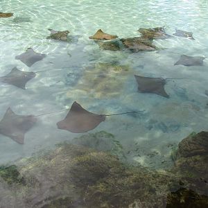 Discovery Cove - Tropical Reef- Cownose Ray Lagoon
