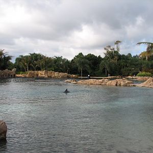 Discovery Cove - Dolphin Lagoon