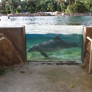 Discovery Cove - Dolphin Lagoon - Underwater Window