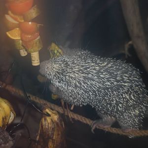 Brazilian Porcupine
