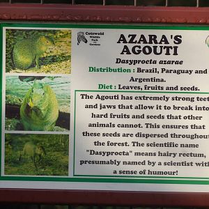Agouti Sign