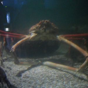 Crabzilla