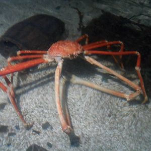 Crabzilla