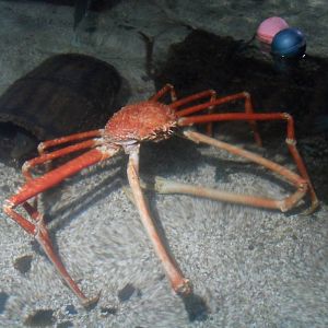 Crabzilla
