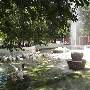 Pelican pool