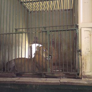Lion cages