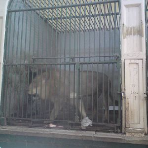 Lion cages