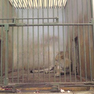 Lion cages