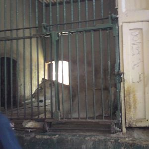 Lion cages