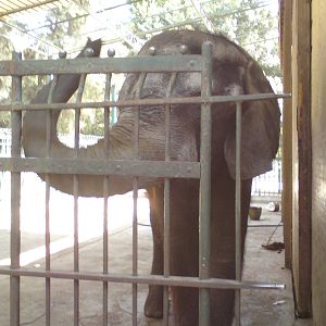 African elephant