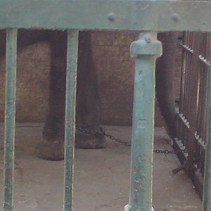 African elephant foot chain