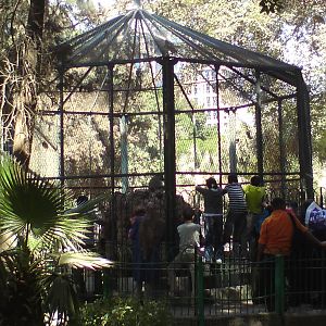 Baboon cage