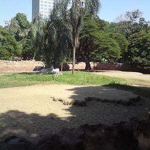 Scimitar-horned oryx