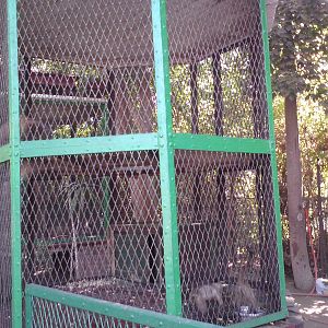Capuchin cage