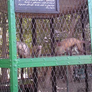 Capuchins
