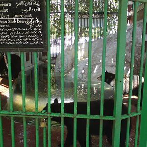 American black bear cage