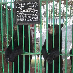 American black bears