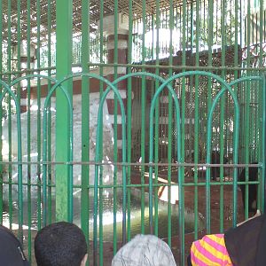 American black bear cage