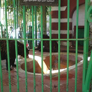 American black bear cage