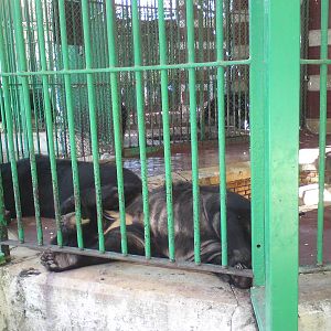 Asiatic black bear cage