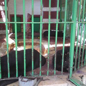 Asiatic black bear cage