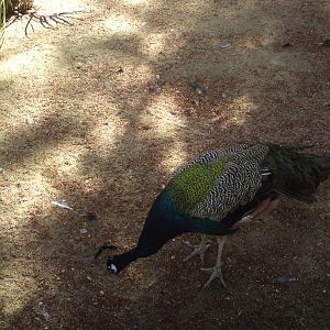 Peacock