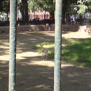 Dorcas gazelle in ostrich paddock