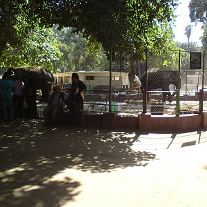 Asian elephants, horses and ponies