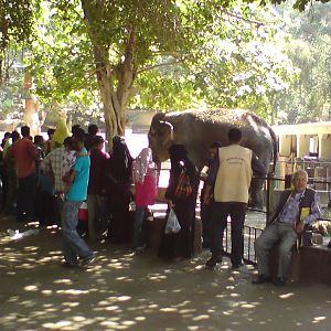Asian elephants