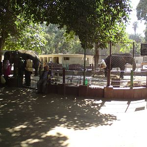 Asian elephants, horses and ponies